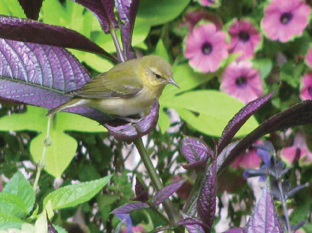 warbler