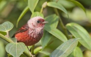 Pink-headed Warbler