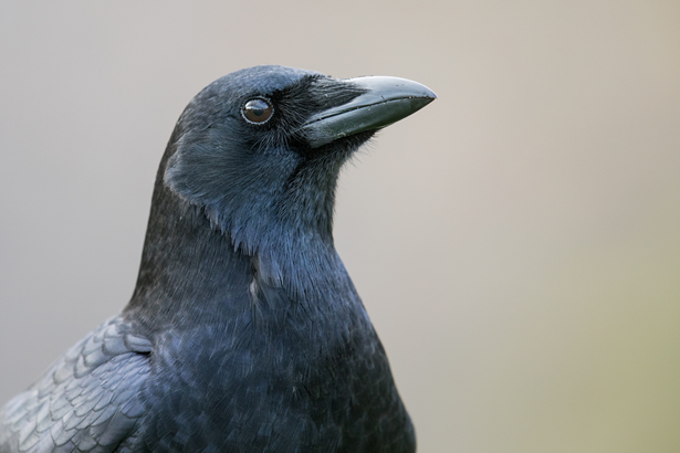 American Crow