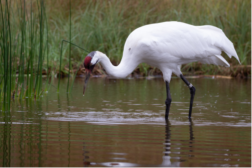 Whooping Crane