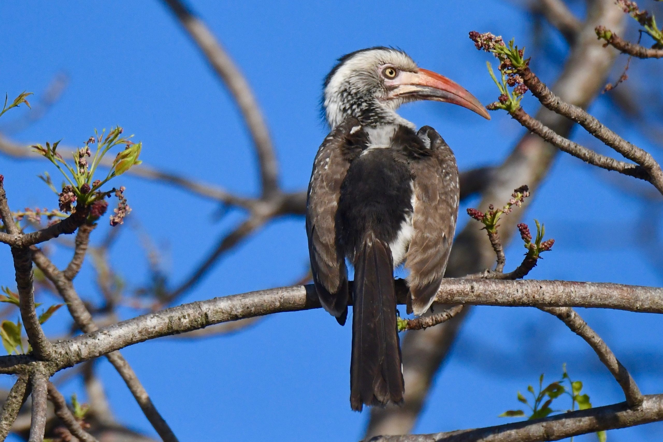Southern Red-billed Hornbill