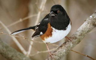 Eastern Towhee