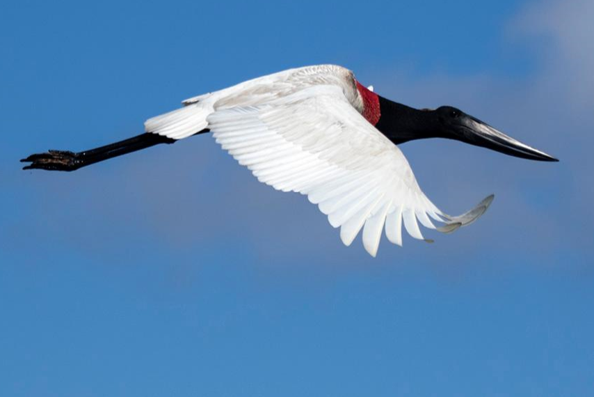 Jabiru