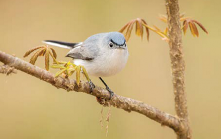 Blue-gray Gnatcatcher