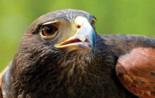 Harris," Hawk