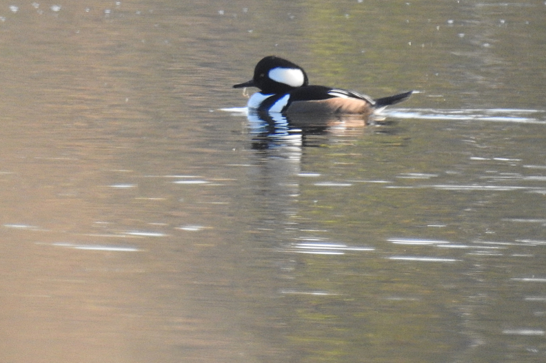 Hooded Merganser