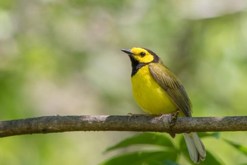 Hooded Warbler