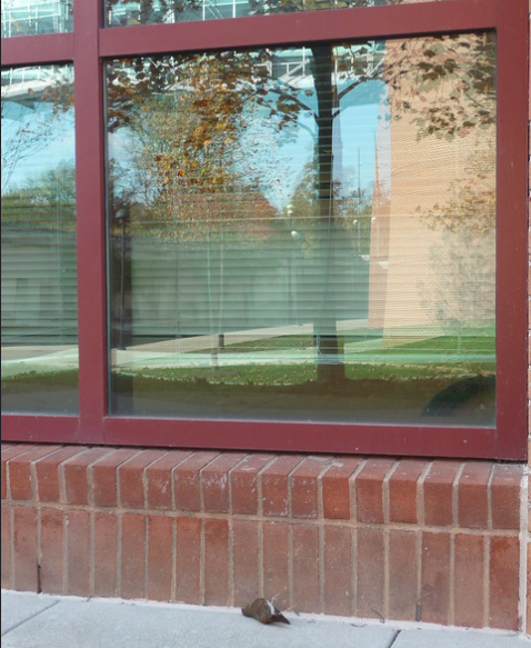 Dead Hermit Thush in front of reflective window