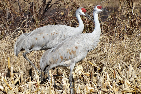 Sandhill Cranes