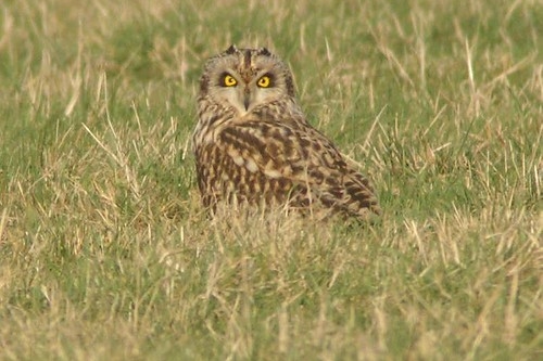 Short-eared Owl