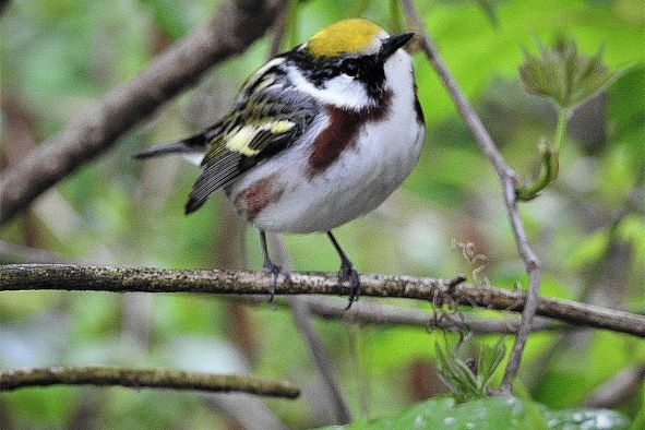 Chestnut-sided Warbler