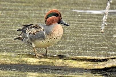 Green-winged Teal
