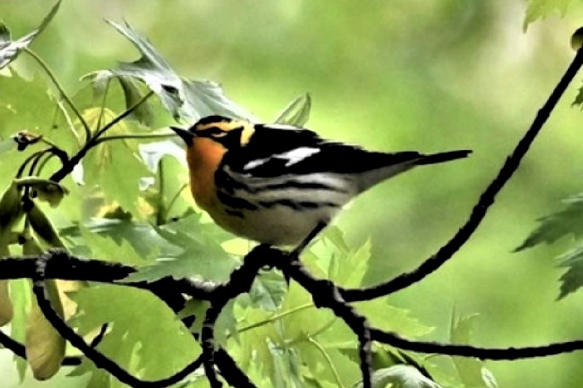 Blackburnian Warbler