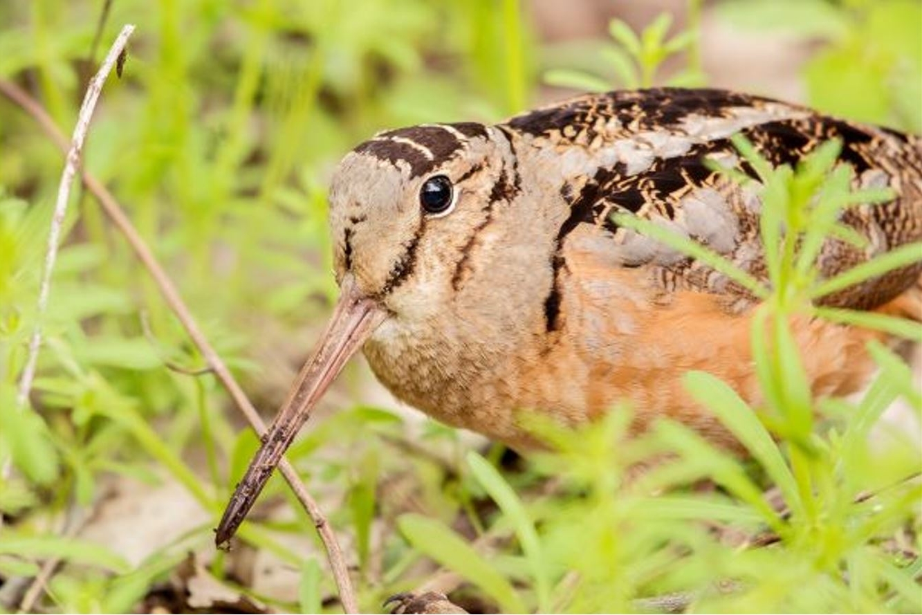 American Woodcock