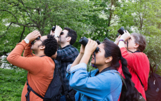 Four Birders Looking with Binoculars