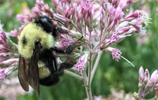 Bee at a Flower