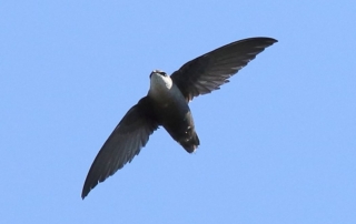 Chimney Swift