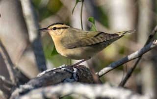 Worm-eating Warbler