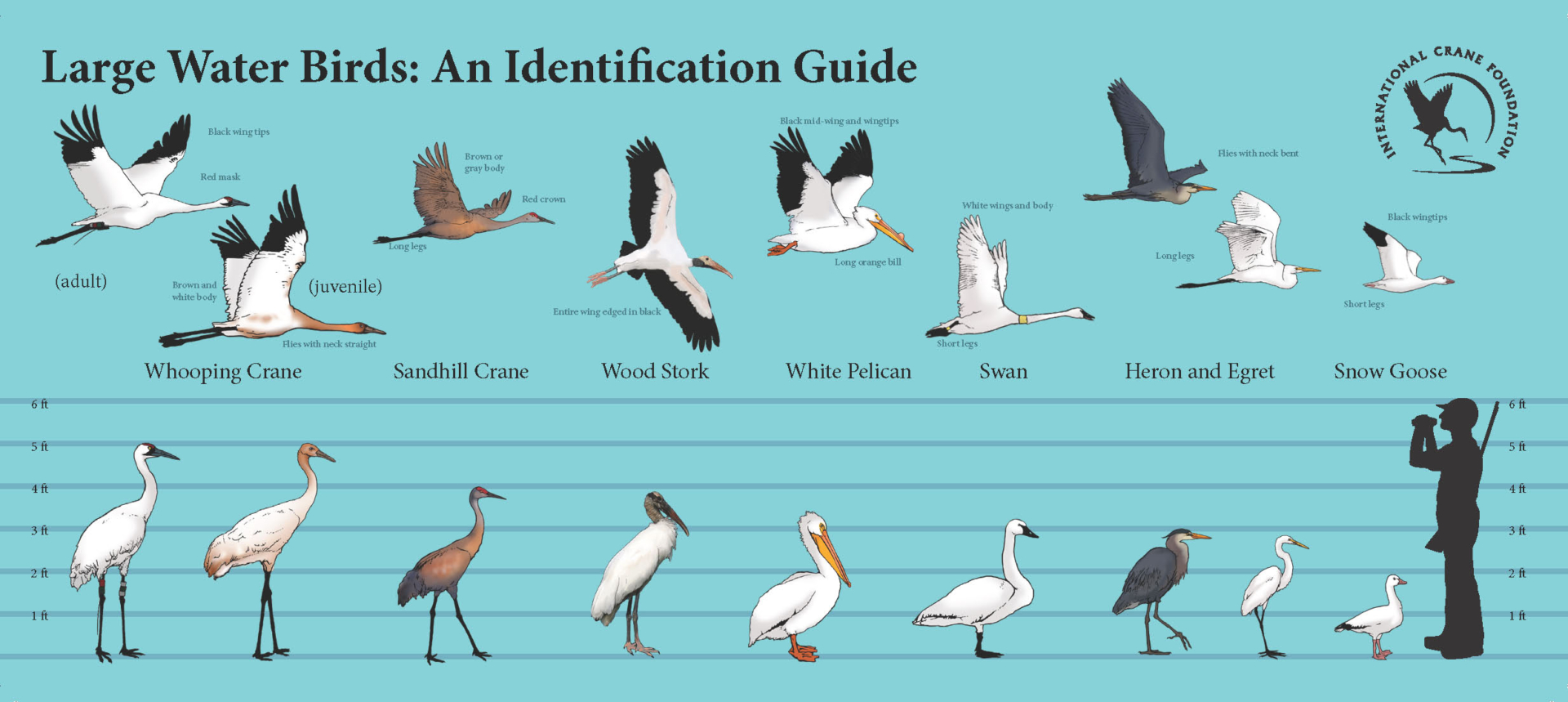 Large Waterbird ID Guide Aug 2022 Article Large Bird ID Guide