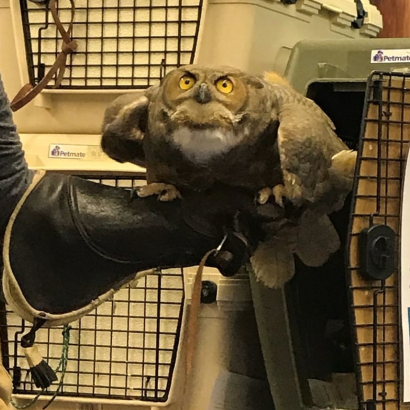 SEPT2022 FEATURE ARTICLE (GHOW) Great Horned Owl