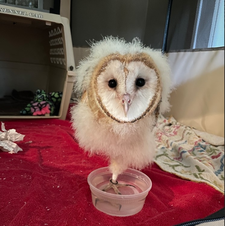 SEPT2022 FEATURE ARTICLE (BANO) Barn Owl