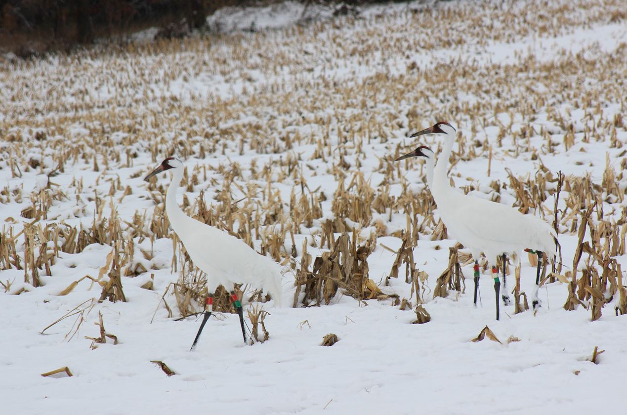 Whooping Crane Jul 2022 Article