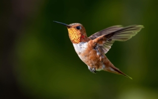 Rufous Hummingbird
