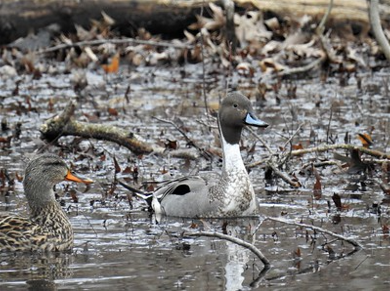 NORTHERN PINTAIL