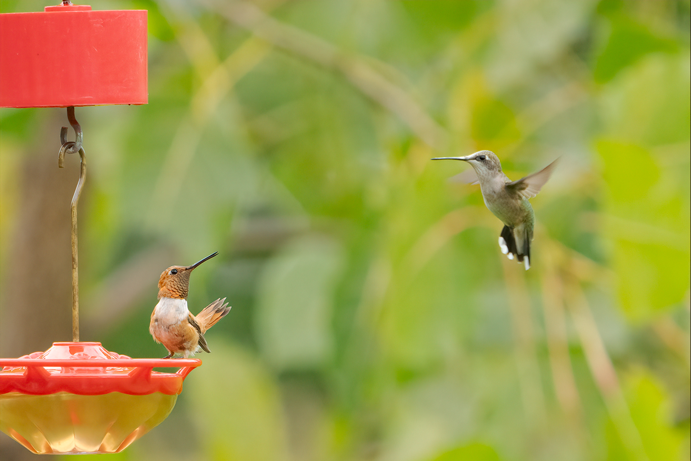 FINAL RUFOUS AND RTHU RUFOUS AND RUBY-THROATED HUMMINGBIRD