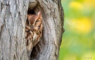EASTERN SCREECH OWL