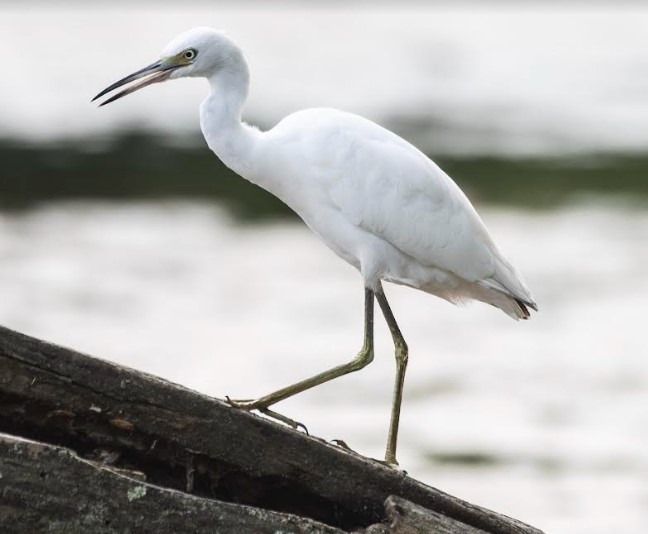 LBHE FEATURE IMAGE NOV ’22 LITTLE BLUE HERON