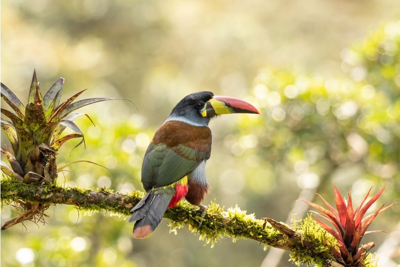 Grey-breasted Mountain Toucan