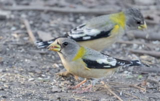 Evening Grosbeaks