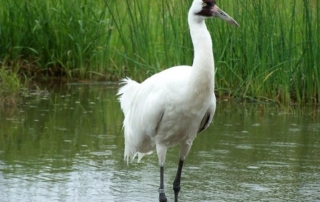 WHOOPING CRANE