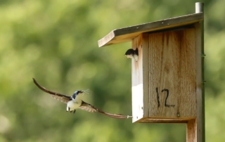 TREE SWALLOWS