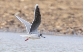 LITTLE GULL