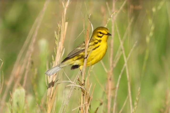 PRAIRIE WARBLER