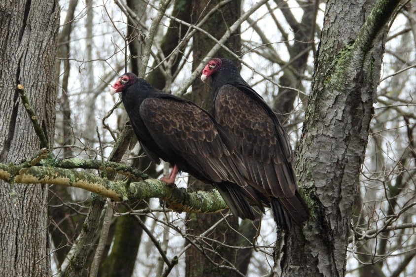 TURKEY VULTURES