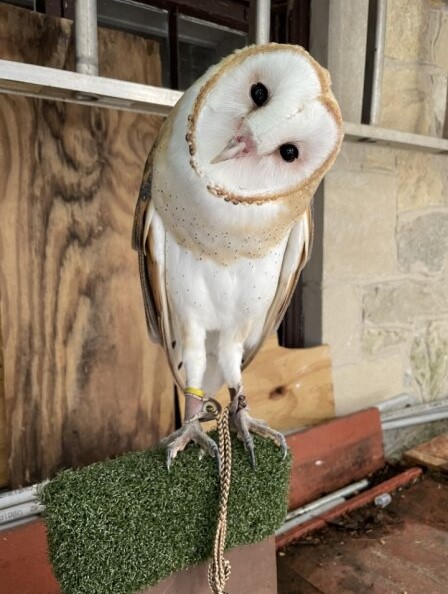 AVIARY2
