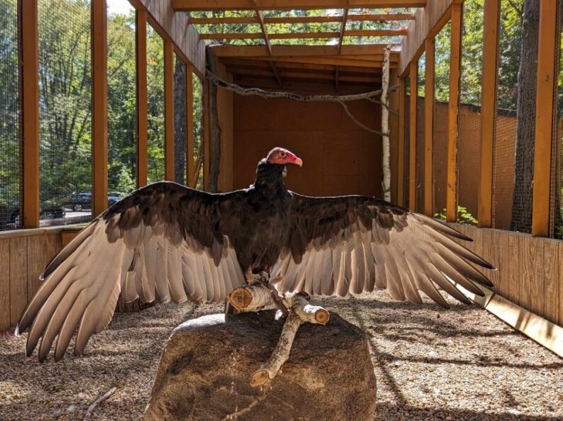 AVIARY8