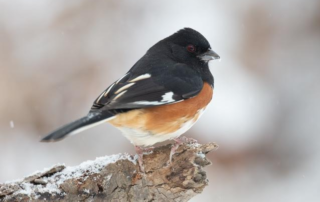eastern towhee
