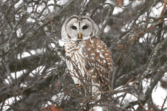 BARRED OWL2