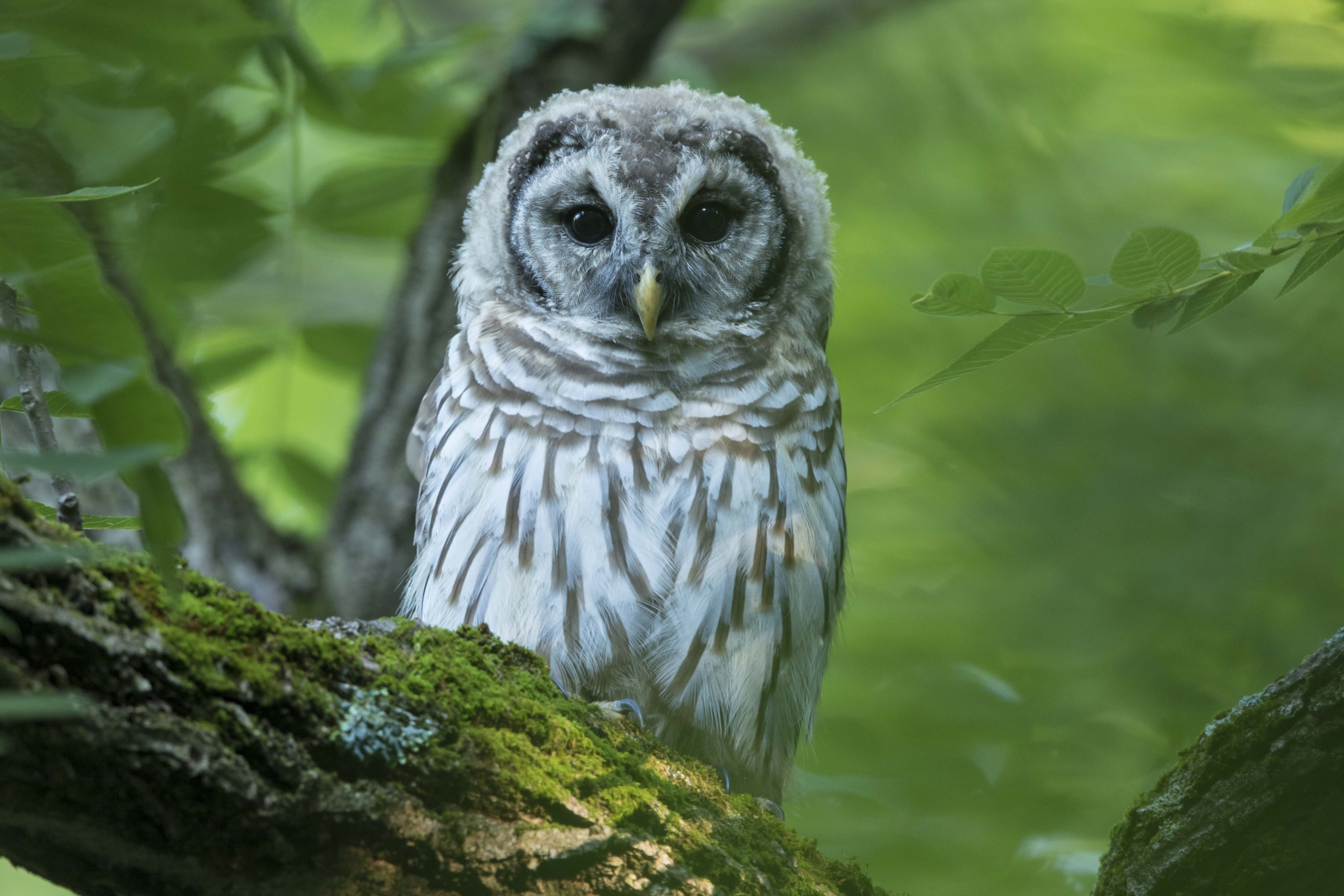 Barred Owl juvenile Ritchey Woods Nature Preserve Fishers IN August 2020 3E7A3317_1