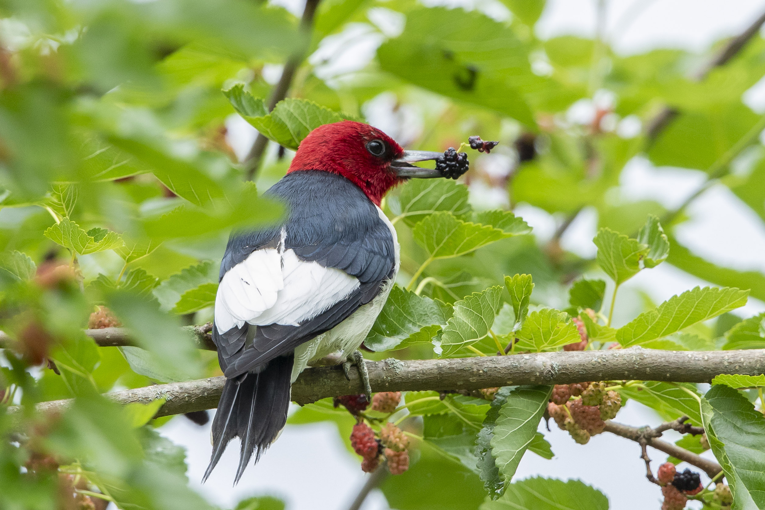 Red-headed Woodpecker foraging mulberries Geist Park Hamilton County IN May 2024 3S6A6953_1
