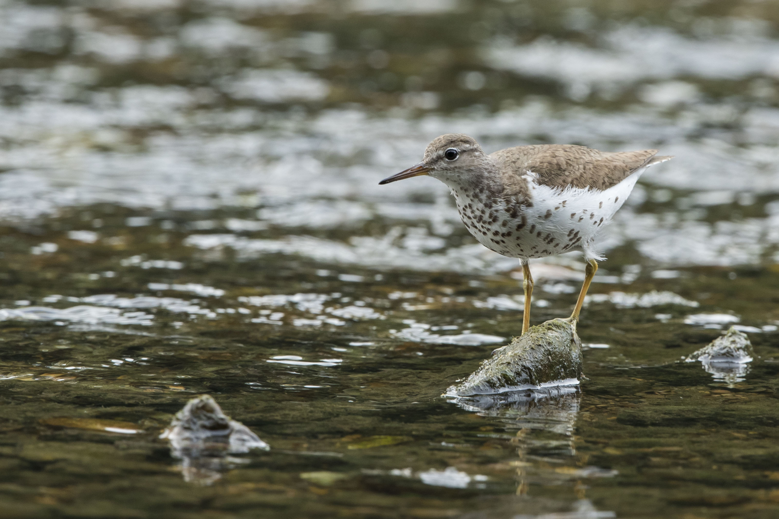 Spotted Sandpiper foraging White River Hazel Landing Park Carmel IN August 2021 3S6A6909_1