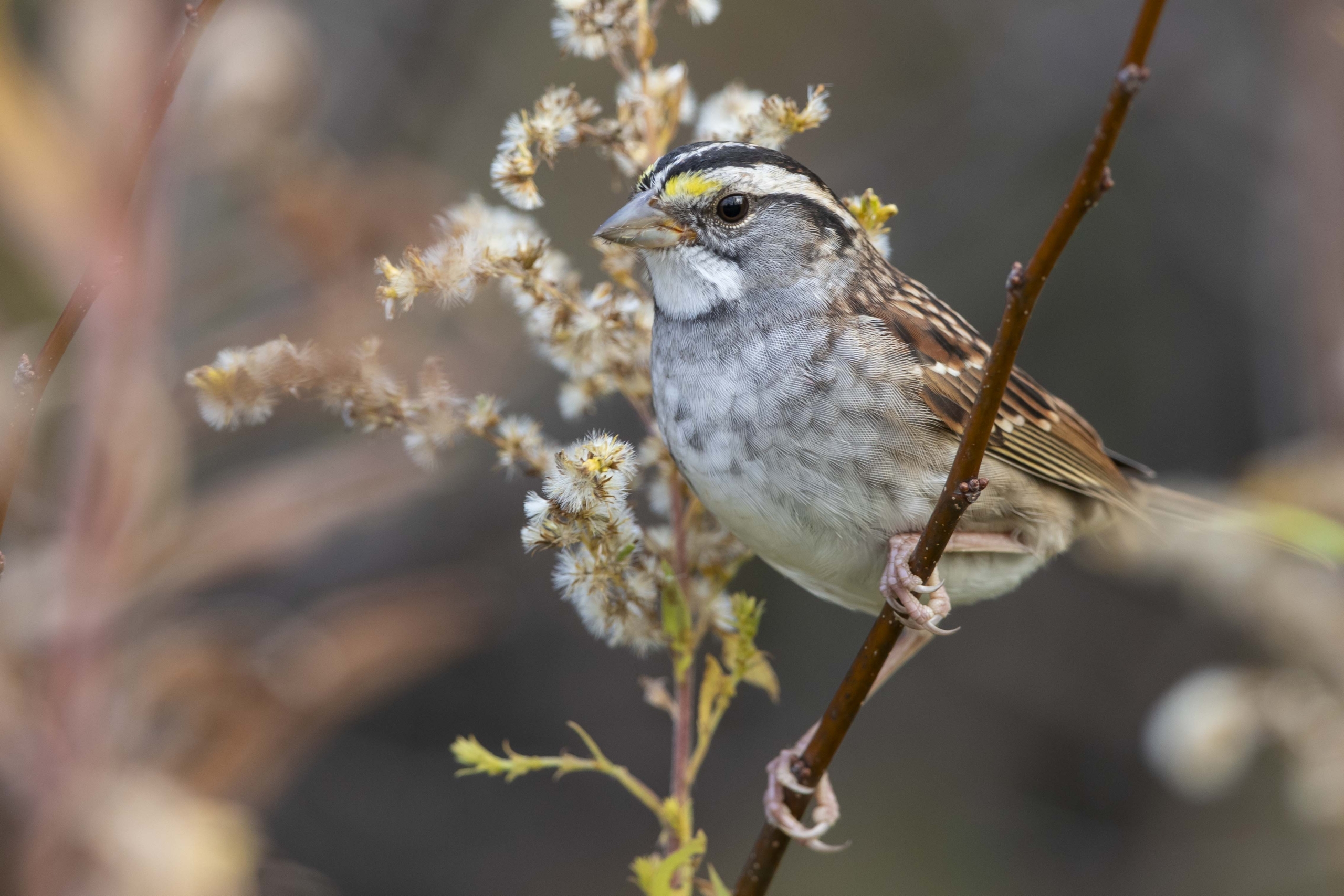 White-throated Sparrow foraging on Goldenrod Central Park Carmel IN October 2023 3S6A2733_1