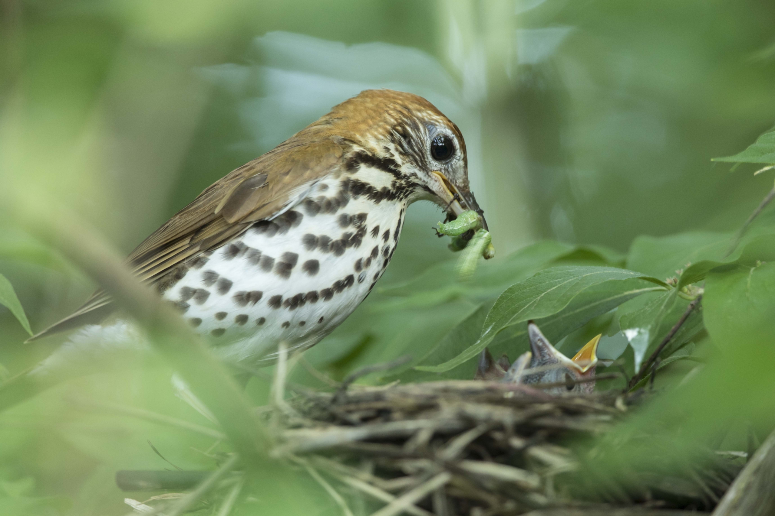Wood Thrush 2020_06_05 at nest chicks visible Hazel Landing Park Carmel IN June 2020 3S6A6991_1