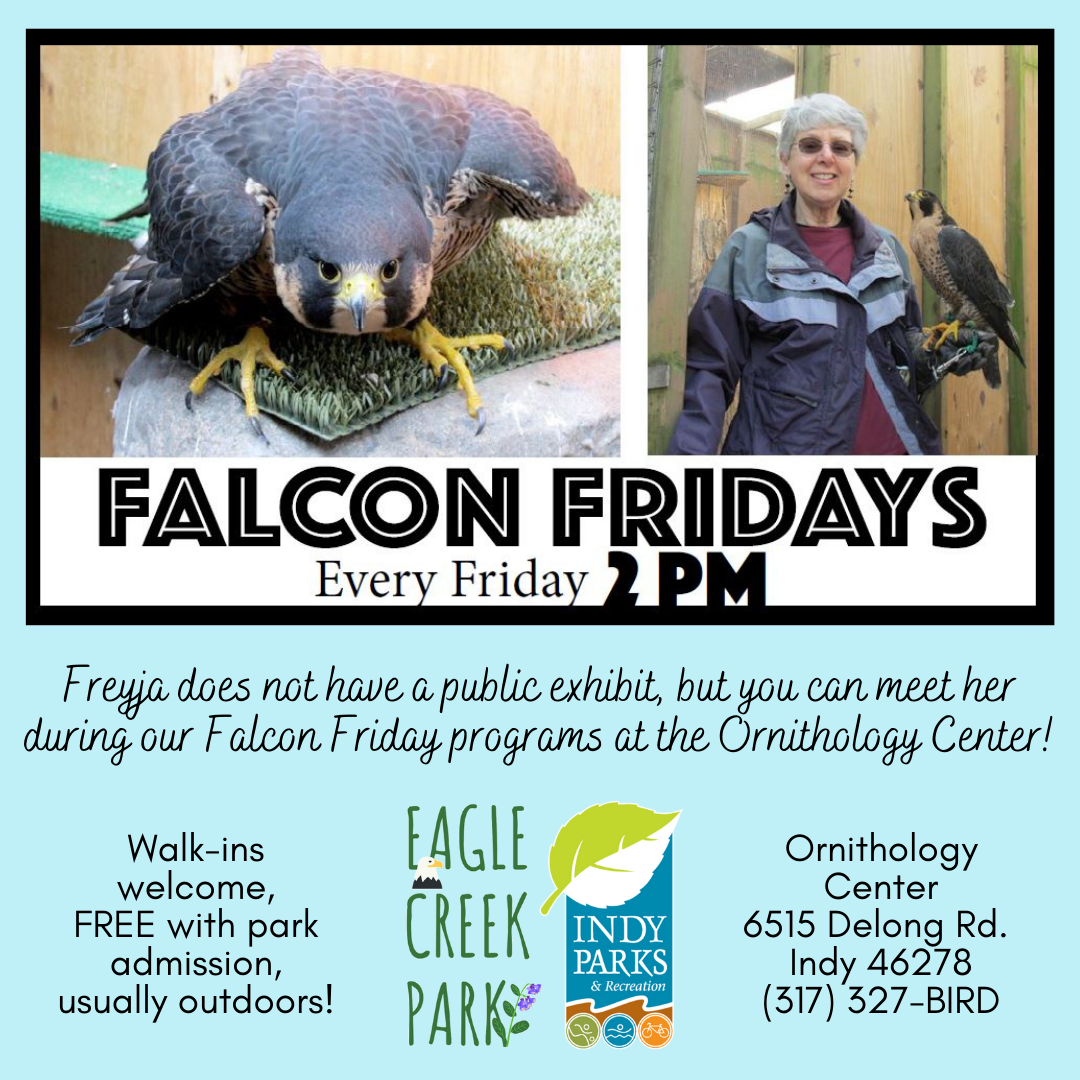FalconFridays