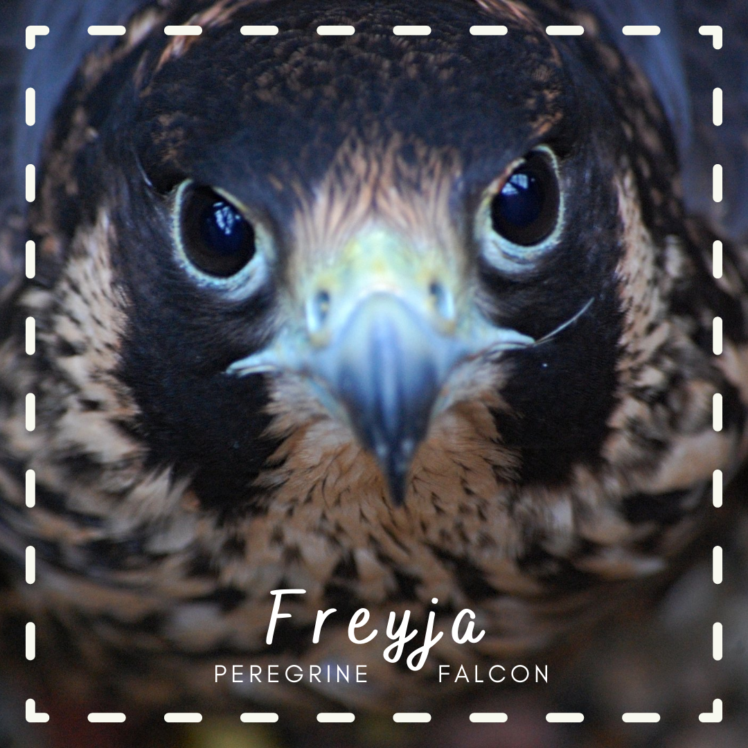 Freyja_PEFA