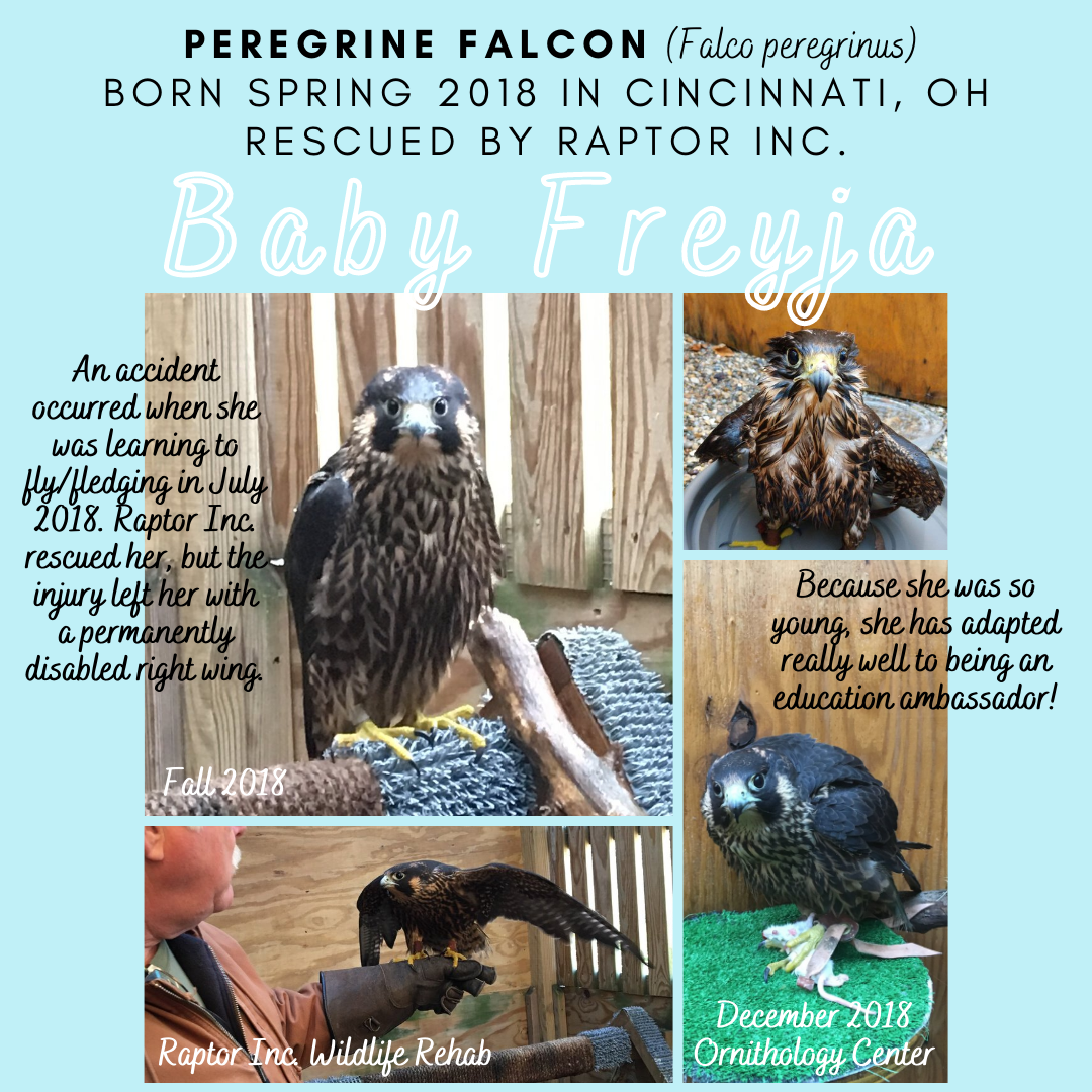 Freyja_info